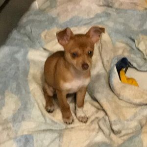 Meet your Posher, Tara